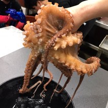 [산지직송]제이블릭 당일어획 통영 자연산 대왕 활 돌문어 1kg 2kg 활문어 이바지 답바지 코스트코 문어 모리타니아, 활 돌문어 1kg 중소(3~5미), 1개