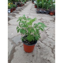 - 폴리셔스, 1개