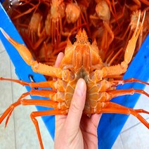 [빠른 배송] 독한할인!! 가성비홍게 6kg (17~20미) 실속형홍게 프리미엄홍게 (빠른배송), 고급형 홍게 3k 10마리