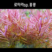 [수초아쿠아] 로타라 sp. 홍콩 / 여러촉을 심으면 훨씬 예쁜 붉은색 수초, 6촉