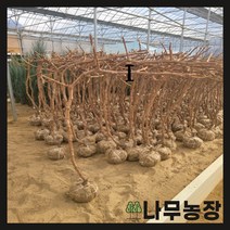 (나무농장) 샤인머스캣(샤인머스켓)나무 결실주 분