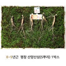 동인발효삼 야생산삼 산양삼 산양산삼 장뇌삼 8년 9년산 5뿌리 강원도 평창 산삼 선물세트, 1box, 1kg