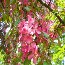 충주원예조경/꽃사과나무/실생1년/10주, 주