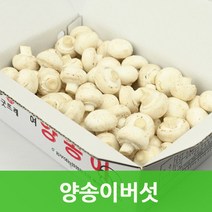 양송이버섯1kg 국내산 양송이(보통1kg) 싱싱지오, 양송이버섯(보통1kg)