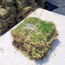 서경농원 한국잔디 30cm x 30cm 6장 묶음 천연 토종잔디 중지