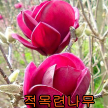 적목련 접1년생 2그루 나무 묘목 목련나무 꽃나무 철쭉 정원수