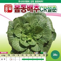 봄동 배추 CR설춘 씨앗 20g 무사마귀 병 강한 노지 월동 재배 종자 텃밭 쌈채소 농사