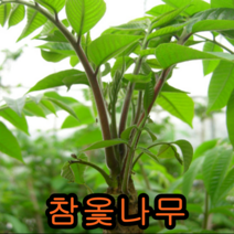 참옻나무 2년생 5그루 나무 묘목 옻나무 묘목판매 약용수