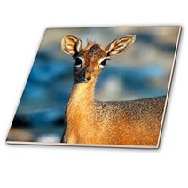 3dRose ct_208967_4 Damara Dik-Dik Etosha National Park Namibia Ceramic Tile 12