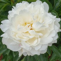 [나무인] 겹꽃작약 양귀비출옥, 1개