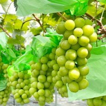 고당도 프리미엄 샤인머스켓 특품 거봉 망고포도 씨없는포도, 1kg내외, 2개