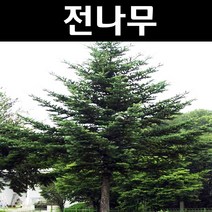 전나무 실생4년(뿌리) 5개/나무 묘목/상록수/조경용