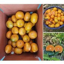 제주 조생 노지귤 5kg 10kg SML혼합 비타민 귤 영양간식 아이들간식 후식 과일 배송혜택 리뷰추첨, SML 혼합 10kg(120개내외)