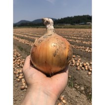 햇양파 2kg 3kg 5kg 10kg 친환경 무농약 양파, 친환경 무농약 햇 양파2kg