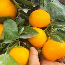2.5kg 귤림원 타이벡 제주 밀감 중대과 귤 감귤 제주도, 상세페이지 참조, 단품