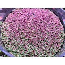 만강홍 종이컵 표면1컵 부상수초 어항꾸미기, 녹색 만강홍