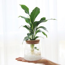펫플랜트 코르크 수경재배식물 스파티필름 DIY 인테리어 공기정화식물, 4.스파티필름+코르크수경(대) + 자연석 화이트