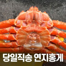 [선주직송] 대게 홍게 박달 자숙 영덕 수율보장 3kg, 3.(찜자숙)프리미엄홍게3kg10~12마리