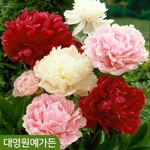네덜란드 겹꽃 작약 29종 숙근 뿌리 3~5촉, 28. 보그