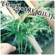 꽃나라엘리스 테이블야자(미니)-책상 위에 올려놓고 키운다 하여 탁상야자 테이블야자라고