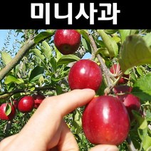 미니사과/알프스오토메 나무 묘목 R3cm(분) 1개/유실수/과수