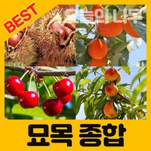 합리적 가격의 우수한 유실수/약용수 종합나무묘목, 01.차량단감 접목2년생 중묘