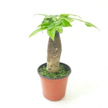 파키라(소) 실내공기정화식물 공기청정식물 파키라키우기, 1