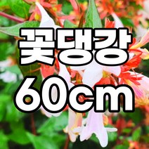 꽃댕강 60cm 분묘 철쭉마켓 댕강 줄댕강 나무 묘목 조경수 정원수, 꽃댕강 60cm  1개 (배송비별도)