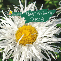 크레이지 [4포트] 겹 샤스타 데이지(복남이네야생화 모종 daisy 화이트 여름)