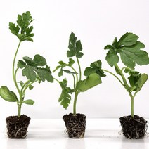 모종 5주 10주 40주 모종 꿀수박모종, 일반수박모종_40주