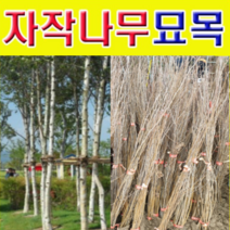 (D소망)백자작(자작나무)묘목(1년생) 20그루