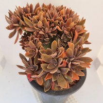 흑괴리철화 키우기 쉬운 다육이 다육식물1-250, 단품, 상세페이지 참조