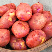 2023년 청원농산 포슬포슬 카스테라 햇홍감자 5kg 10kg, 10kg(특), 1개