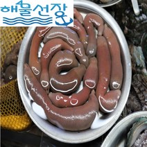 [해물선장] 쫀득쫀득 식감 좋은 신선한 활 개불, 일반, 5마리
