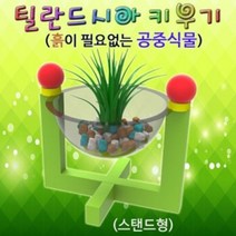 스탠드형 틸란드시아 키우기 (1인용), 1개