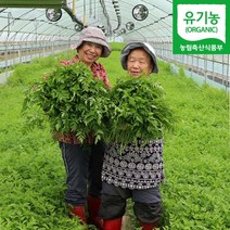 청주 유기농 미나리 500g 1kg 2kg 4kg 산지직송, 유기농미나리 4kg, 1개
