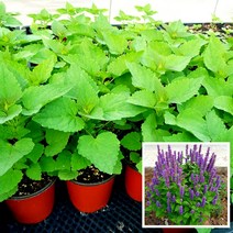 텃밭 방아잎모종 허브모종 배초향 텃밭모종 꽃모종, 4개