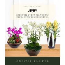 서양란 개업 승진 축하화분 인테리어화분 동양난, 서양란 - 만천홍(기본형), 서울특별시/광역시/경기구단위 (배송비X)