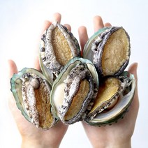 산지직송 완도 전복 산소포장 활전복 1kg 주문당일채취 생산자직송, 활전복 1kg 17~18미