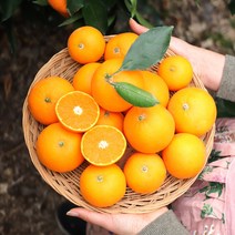 깨비농원 제주 진지향 2.5kg, 1box, 진지향 2.5kg 로얄과