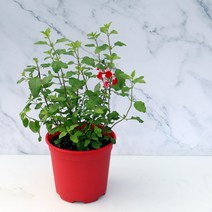 이삭 허브분갈이 체리세이지 칼라분 - 허브칼라화분 인테리어화분 반려식물, 단품