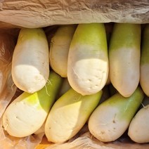 제주 월동무 최상급 무우 무 1박스, 9-18수, 제주무(세척) 20kg