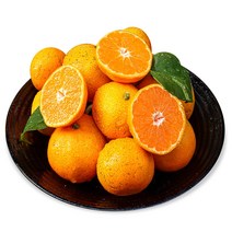 [제주서귀포산지직송] 고당도 제주도 하우스 귤 로얄 제주감귤 제주귤 직배송, 특로얄 5kg