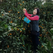 한라봉10kg 한라봉 제주 산지직송 가정용