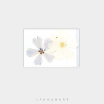 압화 지면 패랭이꽃(약2~2.5cm)2개입