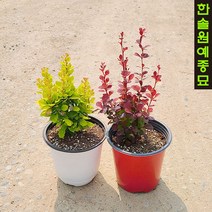 유럽 매자나무 6종 특선, 02 오렌지로켓 - P9 포트묘, 1개