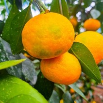 제주 하우스 감귤 1kg 3kg 5kg 제주감귤 가정용 선물용, 로얄과