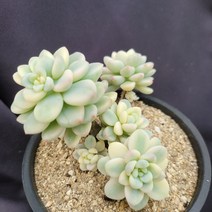 [메카다육]41-0109 라울금(다육금) 화분포함 다육식물