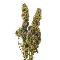 브랜드없음 자연산 아로마함유 냥이용 통 캣닢 0.5oz 고양이 꿀잼, 기본, 선택완료
