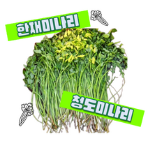 한재미나리 청도미나리 1봉지, 한채미나리500g